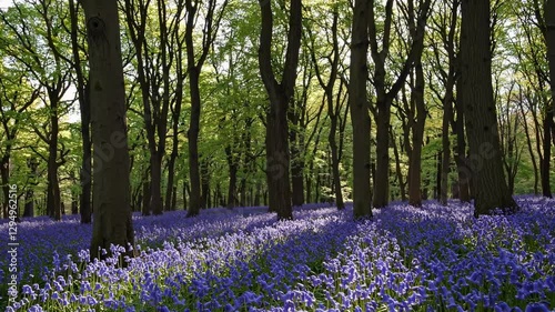 Wallpaper Mural A serene forest video captures a low-angle view of vibrant bluebells carpeting the ground, with sunlight filtering through lush green trees. Torontodigital.ca