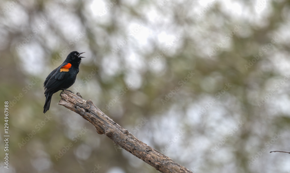Fototapeta premium Red-winged blackbird cawing as it perches on a tree branch.
