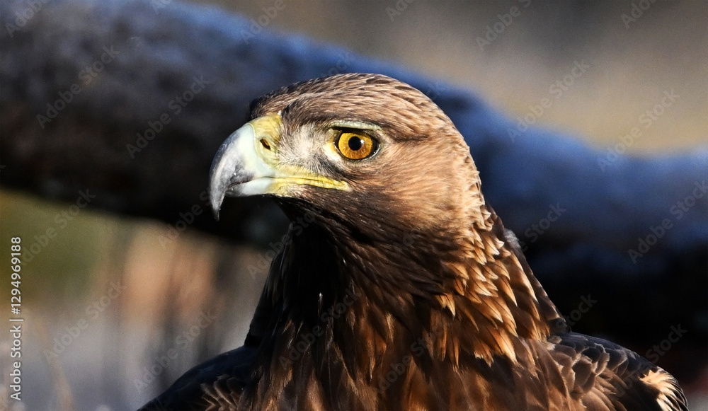 Obraz premium un aguila real en libertad en españa