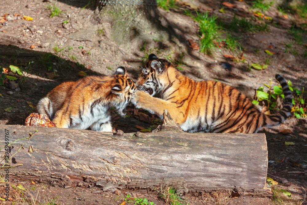 Two tiger cubs interacting with each other in a natural setting. One cub is playfully placing a paw on the other's head while they are both near a fallen log, surrounded by greenery and sunlight