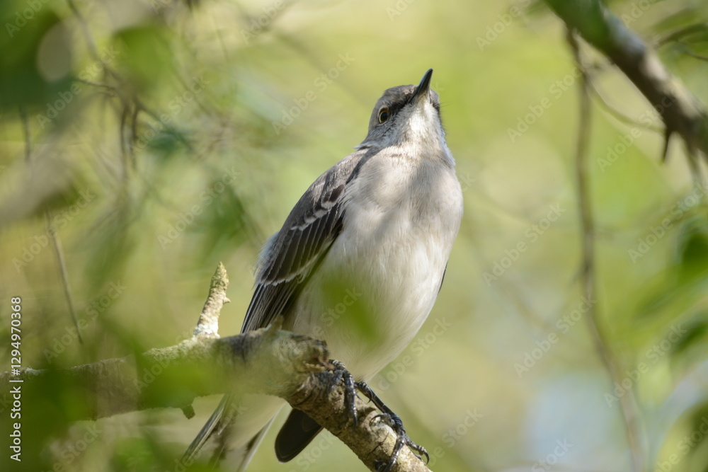 Northern Mockingbird sitting on the branch of a tree