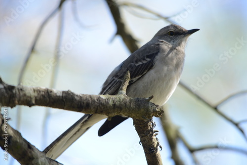 Obraz na płótnie Northern Mockingbird sitting on the branch of a tree w salonie
