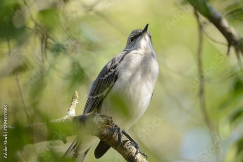Northern Mockingbird sitting on the branch of a tree