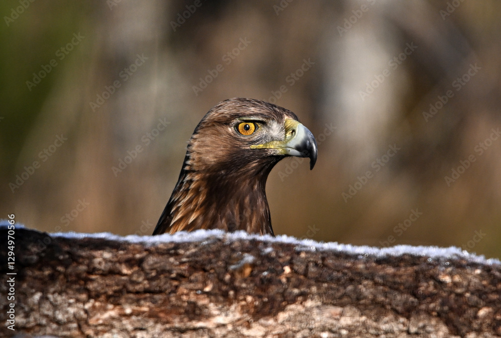 un aguila real en libertad parada en un posadero un aguila real en libertad parada en un posadero