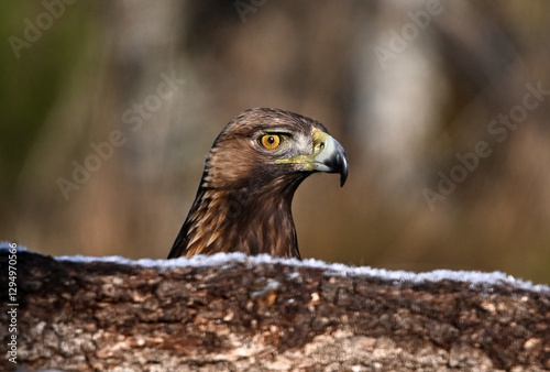 un aguila real en libertad parada en un posadero