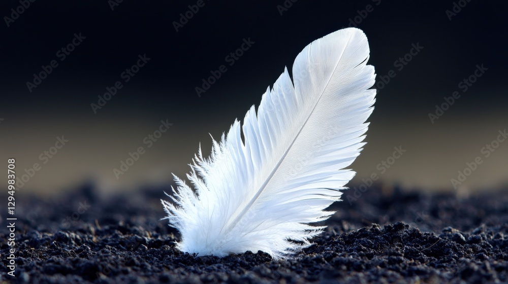 Delicate White Feather Resting on Dark Soil, Perfect for Nature and Serenity Themes Delicate White Feather Resting on Dark Soil, Perfect for Nature and Serenity Themes