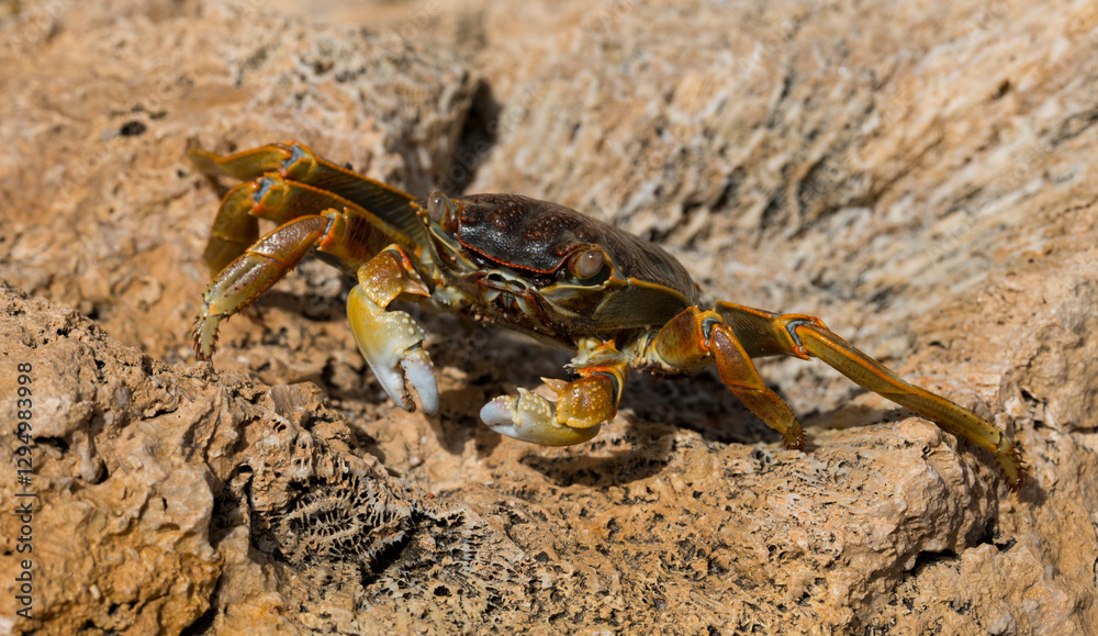 Grapsus albolineatus is a species of decapod crustacean in the family Grapsidae. Crab, on a reef rock. Fauna of the Sinai Peninsula. Grapsus albolineatus is a species of decapod crustacean in the family Grapsidae. Crab, on a reef rock. Fauna of the Sinai Peninsula.