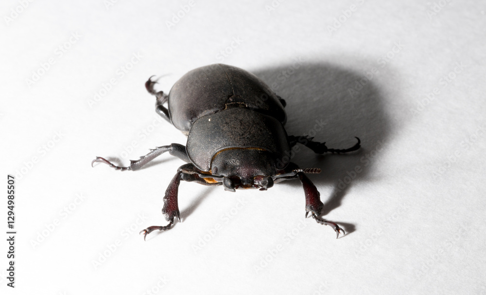 custom made wallpaper toronto digitalLucanus cervus is the best-known species of stag beetle (family Lucanidae) in Western Europe. Imago, a female insect on, a white background.