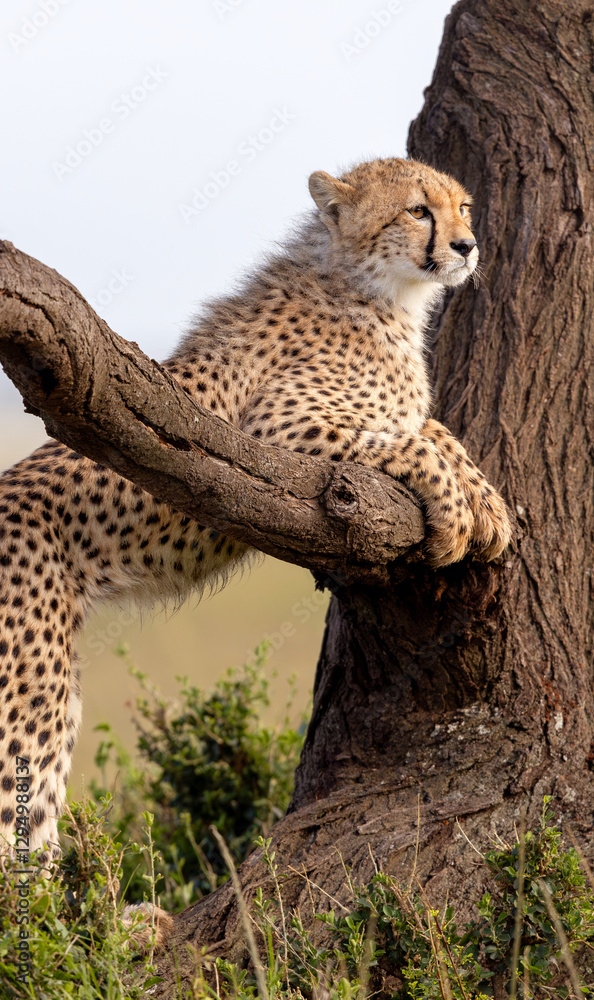 Obraz premium Cheetah, Cat in a Tree