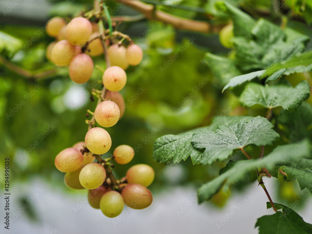 Grapes in the farm garden Grapes in the farm garden