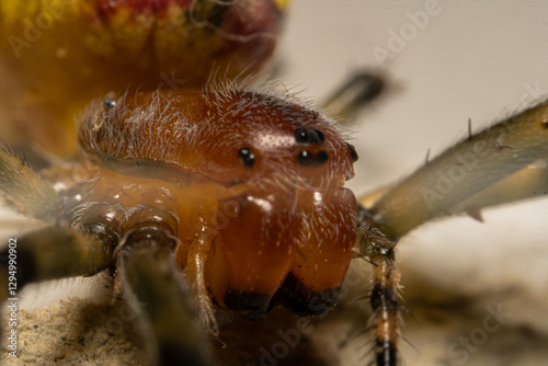 Close up portrait of orange spider, Alpaida veniliae photo