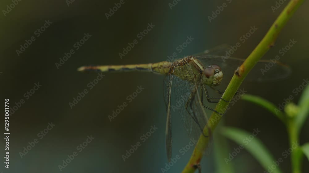 Mallet tail dragonfly (Aphylla angustifolia), posing on a branch Mallet tail dragonfly (Aphylla angustifolia), posing on a branch