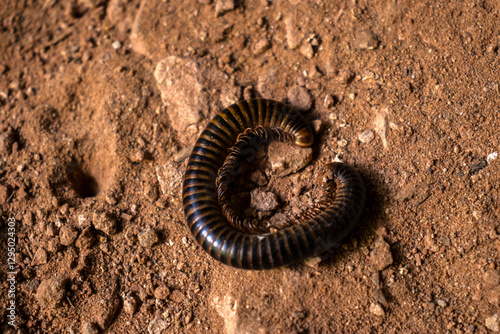 Huge Spirobolid millipede. Spirobolida is an order of round-backed millipedes on the soil in Brazil