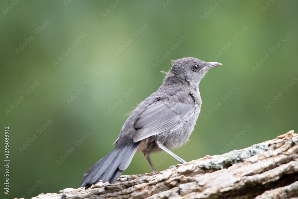 Baby Bird Gray Catbird Fledgling Baby Bird Gray Catbird Fledgling