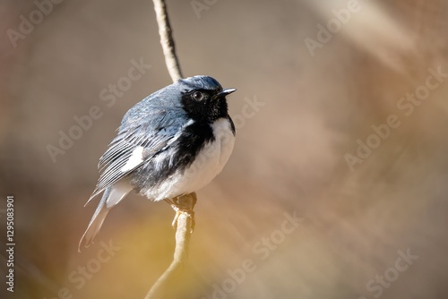 Black-throated Blue Warbler Migrating Bird Bluebird