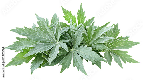 Green leaves of mugwort (artemisia vulgaris), a medicinal and culinary herb, isolated on transparent background.