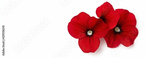 Wallpaper Mural Vivid Crimson Petunia Blooms Delicate Beauty in Floral Still Life Study Natural Elegance Torontodigital.ca