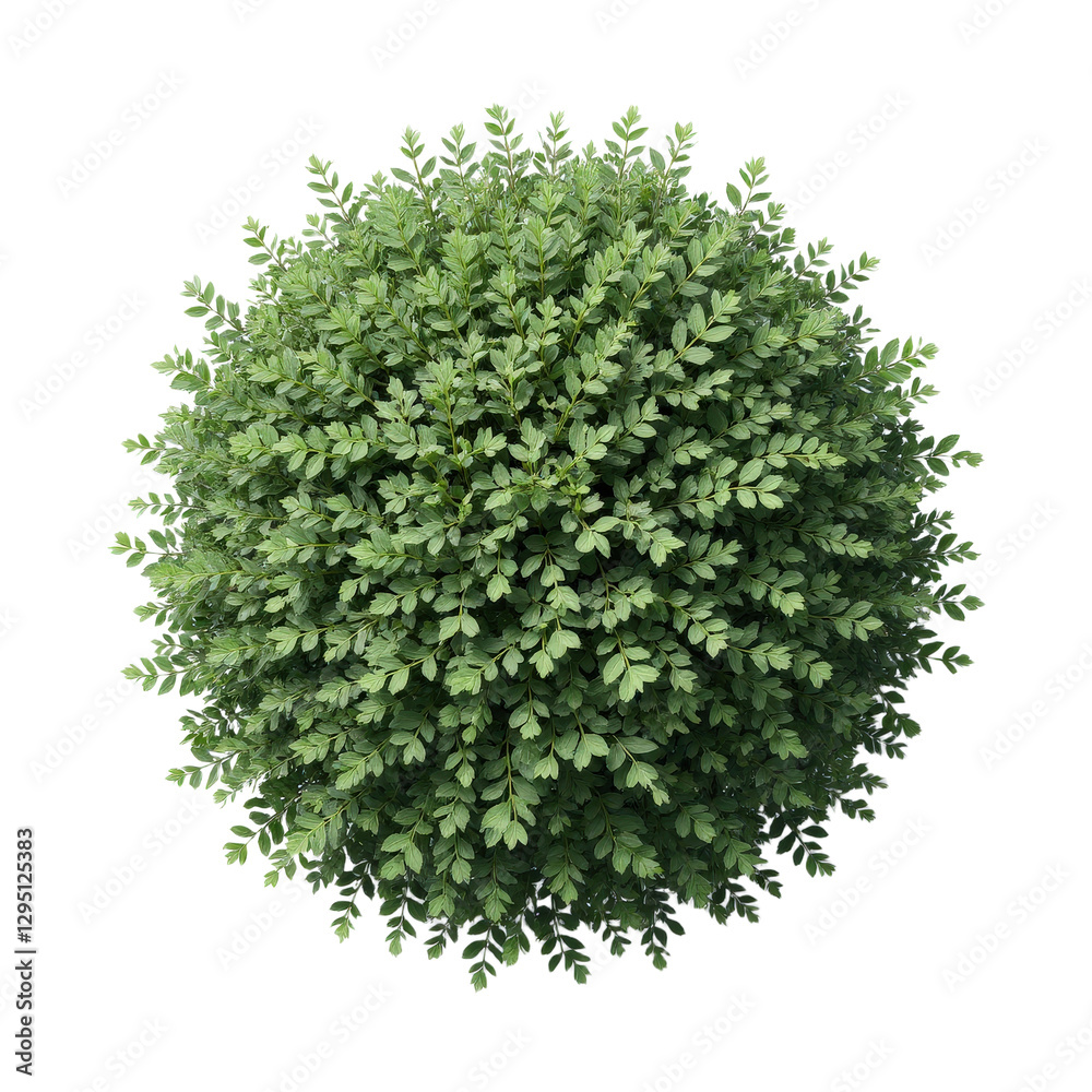 Obraz premium Overhead View of Lush Green Bush with Transparent Background