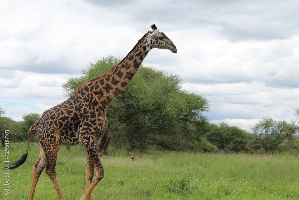 Fototapeta premium A towering giraffe strides through the African savanna under cloudy sky, captured from a low angle to highlight its height and grace