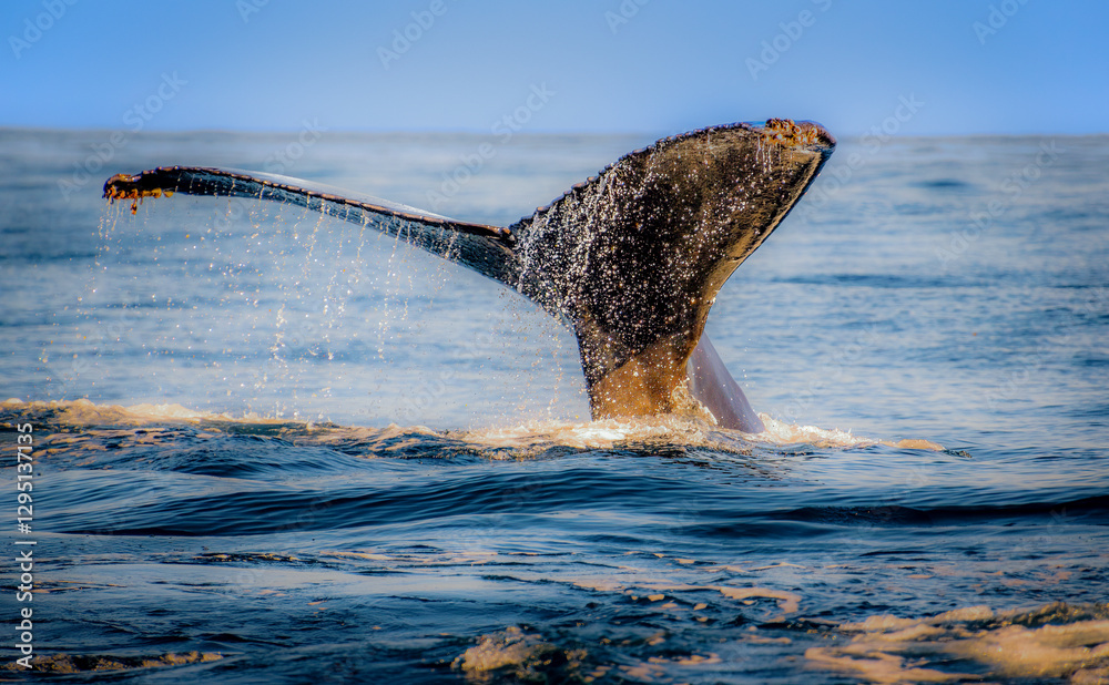 Whale tail sticking out of the water with lots of detail and oceanic backdrop