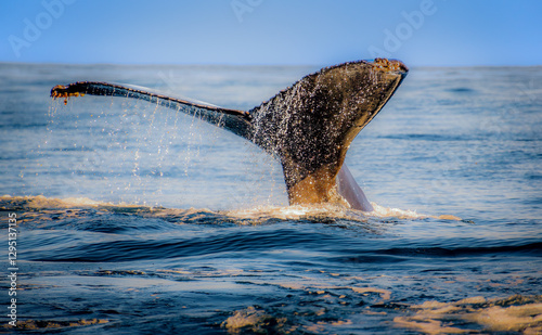 Obraz na płótnie Whale tail sticking out of the water with lots of detail and oceanic backdrop w salonie