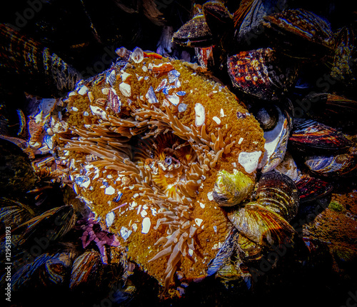 Close-up on tide pool sea anemone under direct sunlight with macro style properties, natural habitat undisturbed 