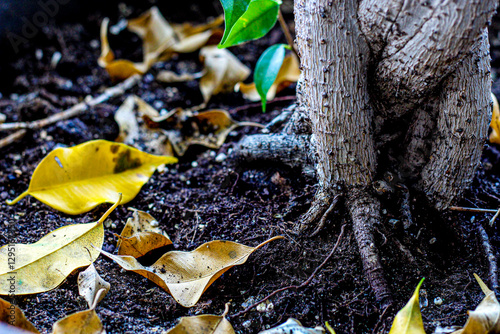 close-up of beautiful autumn leaves by strong bonsai fig tree trunk roots on soil. nature dirt and braided ficus bark texture background graphic element for creative design projects. zen backdrop. photo