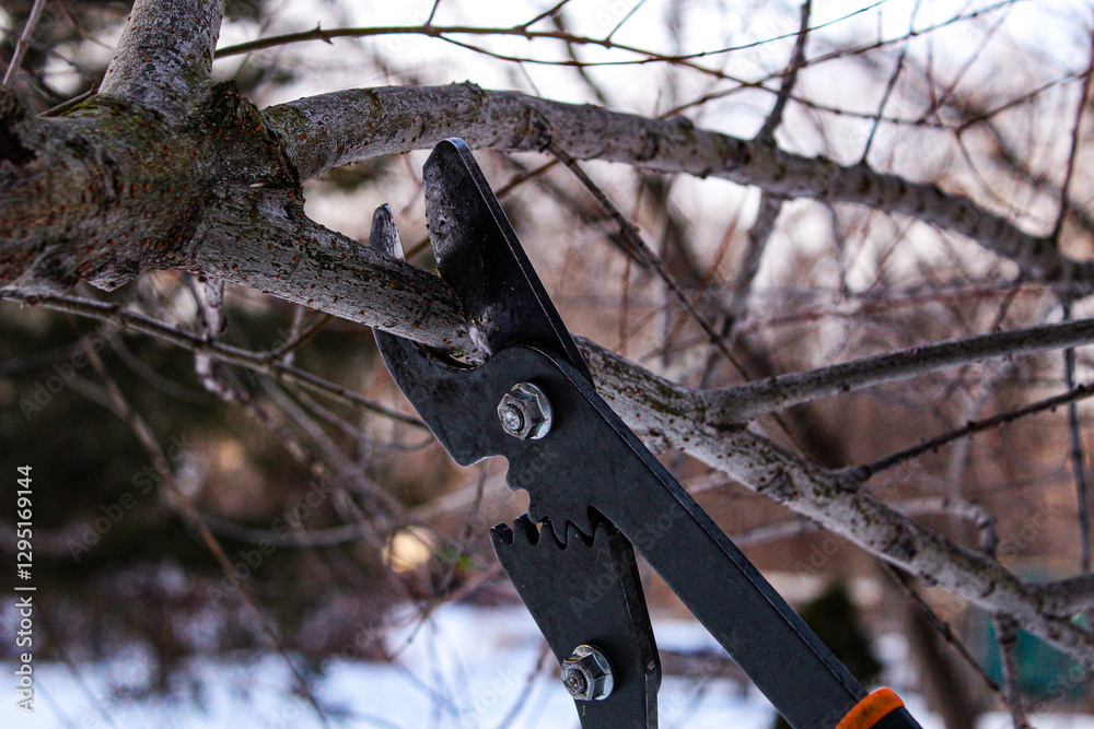 close-up of plant clipper shears pruning an apple tree winter background. tree loppers being used design element.