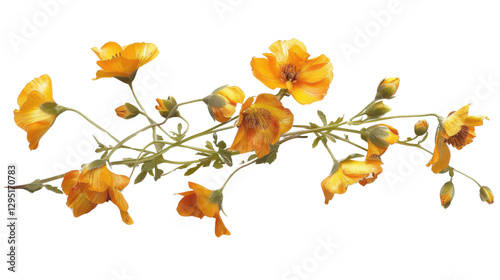 Sprig of orange eschscholzia californica flowers with transparent background