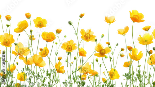 Yellow california poppy flowers growing on transparent background photo