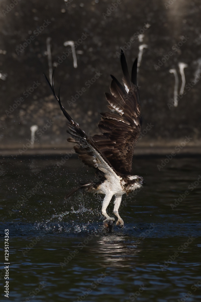 Obraz premium The beautiful flight characteristics of Osprey and White-bellied Sea-eagle in Thailand.
