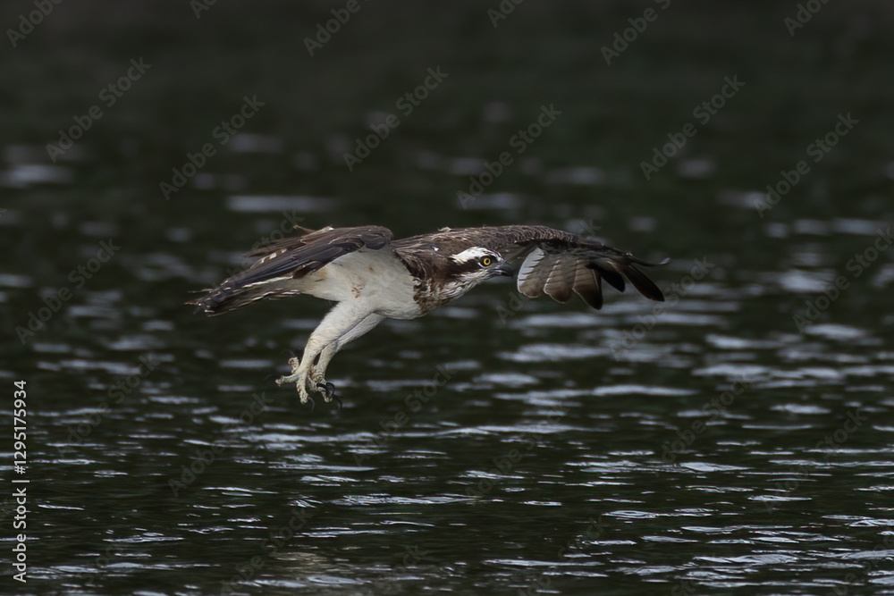 The beautiful flight characteristics of Osprey and White-bellied Sea-eagle in Thailand. The beautiful flight characteristics of Osprey and White-bellied Sea-eagle in Thailand.