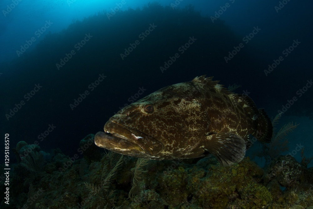Obraz premium Black grouper on a coral rock and a big reef wall in the background