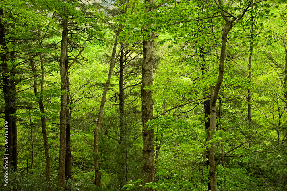 Naklejka premium Spring, Newfound Gap Rd, Great Smoky Mountains National Park, TN