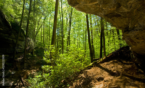 Bluff at Moore Cove Falls, Pisgah National Forest,