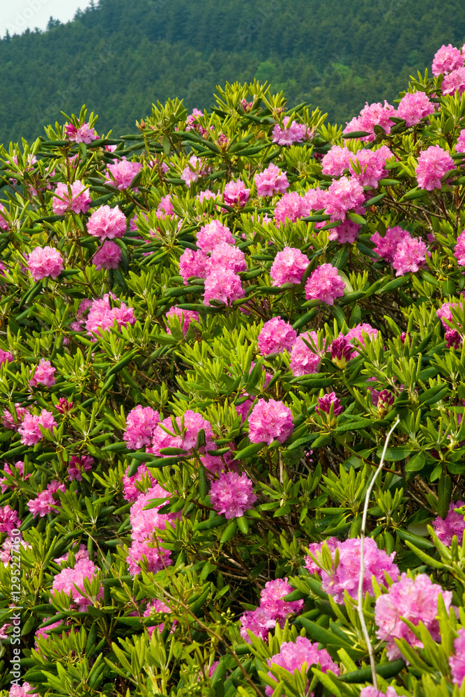 Fototapeta premium Rhododendron at Carver's Gap on the Appalachian Trail