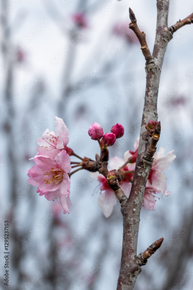 Cherry blossom flowers blooming on branch in spring Cherry blossom flowers blooming on branch in spring