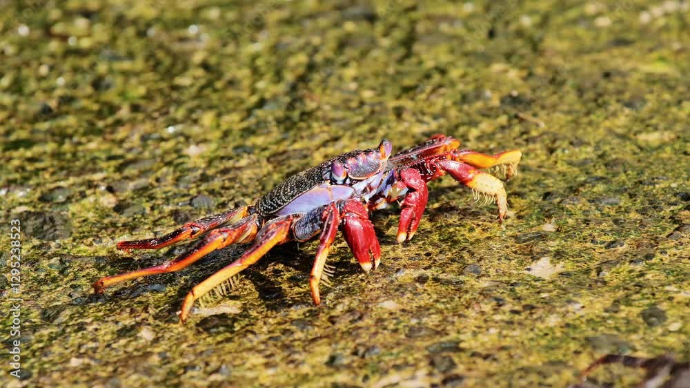 Close-up of a vibrant bright red and orange coastal Sally Lightfoot crab, Spain Close-up of a vibrant bright red and orange coastal Sally Lightfoot crab, Spain