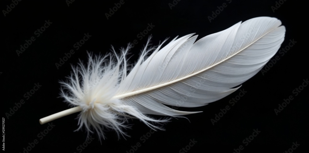 Single large white feather, intricate detail, black backdrop, lightness, freedom, feather Single large white feather, intricate detail, black backdrop, lightness, freedom, feather