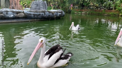 The Australian pelicans (Pelecanus conspicillatus) is a large waterbird of the family Pelecanidae, Australia. usually in groups when on the water.