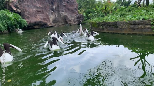 The Australian pelicans (Pelecanus conspicillatus) is a large waterbird of the family Pelecanidae, Australia. usually in groups when on the water.