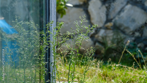 A plant growing by the edge of a glass balcony in a house with a garden