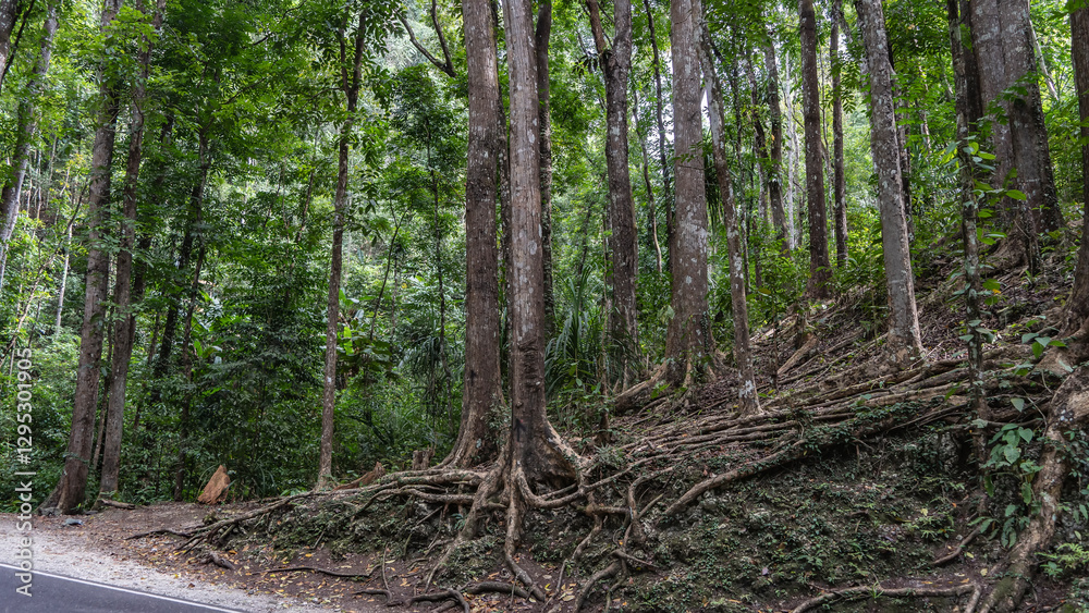 Fototapeta premium A road in a tropical forest. A white stripe on the asphalt. On a roadside hill, we have a thicket of tall trees by the side of the road. Exposed roots intertwined above the soil. Philippines. Bohol. 