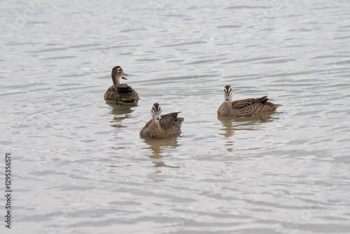 Ducks Flinders Bay, Augusta, Western Australia