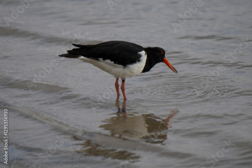 Oyster Catcher Flinders Bay, Augusta, Western Australia