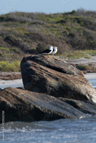 Pacific Gulls Flinders Bay, Augusta, Western Australia