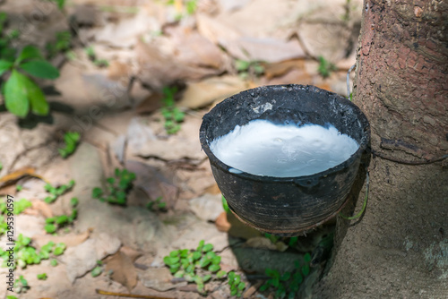 Rubber tree with natural rubber drop at plantation photo