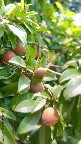 Fresh sapodilla or sapodilla plum fruit on the tree closeup with selective focus and blur. Chickoo or , sawo is a tropical fruit with brown skin with sweet taste inside.