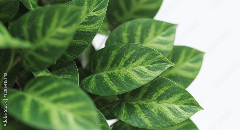 Vibrant green variegated leaves of a tropical plant with intricate textures, isolated on a white background. Vibrant green variegated leaves of a tropical plant with intricate textures, isolated on a white background.