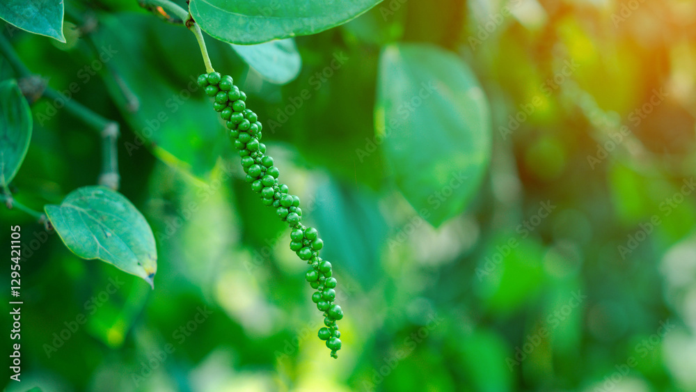 Fototapeta premium Fresh unripe green peppercorns from the pepper plant